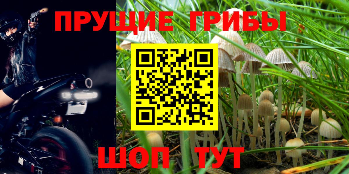Псилоцибиновые грибы мухоморы  Галлюциногенные грибы Psilocybine cubensis  наркота  Чернушка  Вход с VPN 